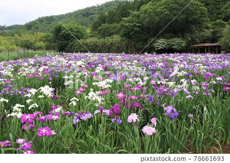 神樂目湖 / Hanashobu 神樂目湖 / Hanashobu 78661693