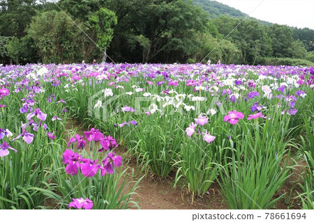 神樂目湖 / Hanashobu 神樂目湖 / Hanashobu 78661694