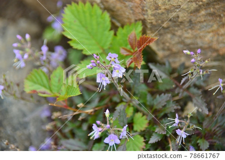 Miyamakuwagata Miyamakuwagata 78661767