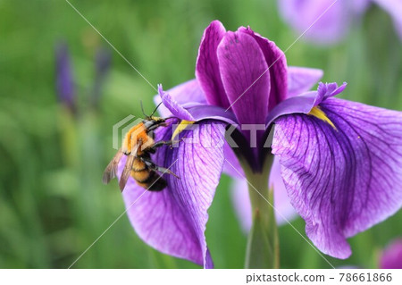 神樂目湖 / Hanashobu 神樂目湖 / Hanashobu 78661866