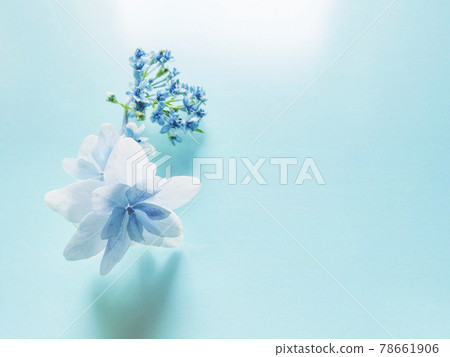 紫色額頭繡球花白色裝飾花放在藍色PP片上 紫色額頭繡球花白色裝飾花放在藍色PP片上 78661906