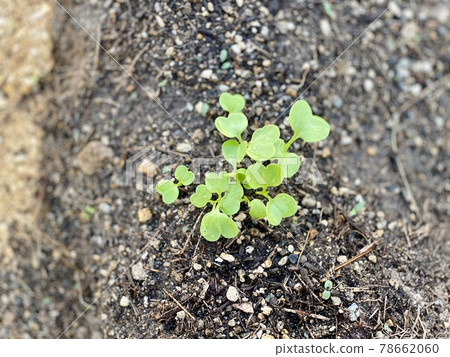 Dense Futaba 78662060