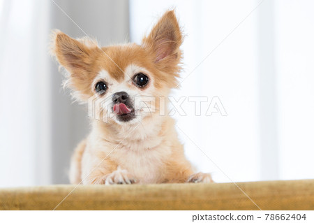 奇瓦瓦州伸出舌頭 78662404