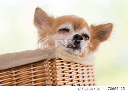 Chihuahua Chihuahua 78662415