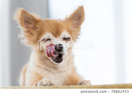 Chihuahua with a tongue out 78662453