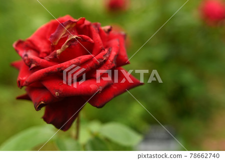 一朵紅玫瑰，有一朵小花正在死去 78662740