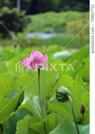 蓮花 蓮花 78662752