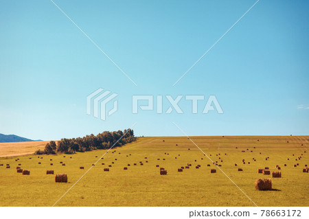 village life: harvesting hay for the winter. animal feed. hay sheaves in the field 78663172