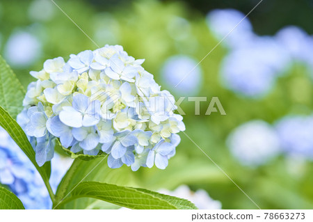 Hydrangea flower Hydrangea flower 78663273
