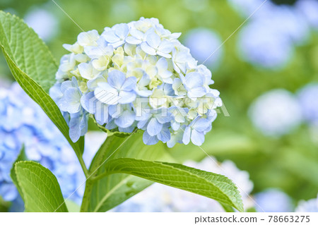 Hydrangea flower Hydrangea flower 78663275