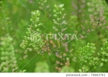 弗吉尼亞花椒 (Mamegunbai) 埼玉縣 / 六月 弗吉尼亞花椒 (Mamegunbai) 埼玉縣 / 六月 78663761