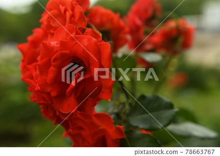 Close-up red rose Close-up red rose 78663767