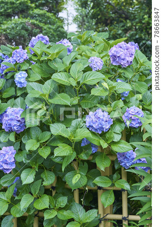 花園裡盛開的繡球花 78663847