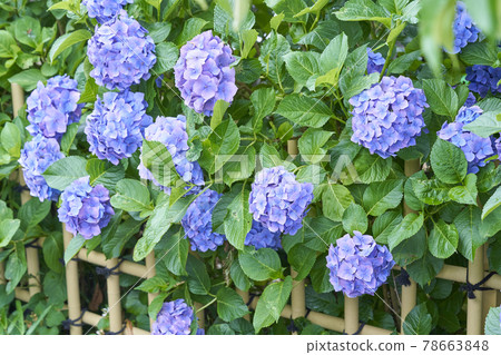 Hydrangea blooming in the garden 78663848