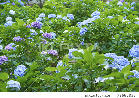 Hydrangea blooming in the garden 78663853