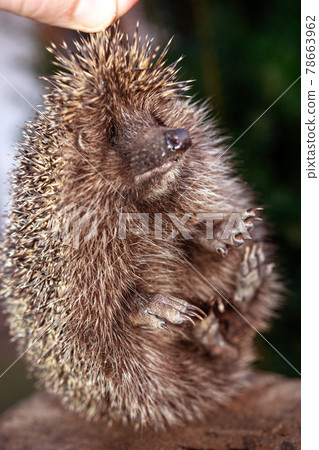 The hedgehog, a large and wild mammal went hunting. 78663962