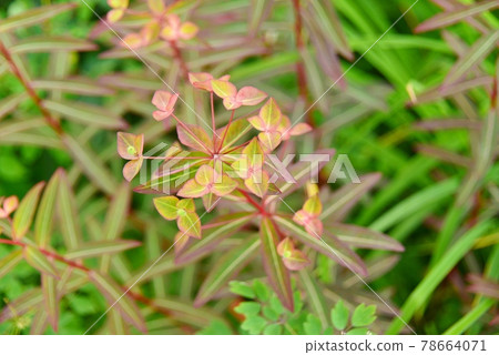 Hakusan Taiki 78664071