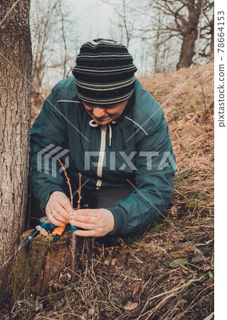 A gardener's woman clogs a cut-off part of the grafted tree to prevent rotting at this place in close-up. A gardener's woman clogs a cut-off part of the grafted tree to prevent rotting at this place in close-up. 78664153