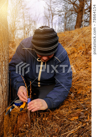 A gardener's woman clogs a cut-off part of the grafted tree to prevent rotting at this place in close-up. A gardener's woman clogs a cut-off part of the grafted tree to prevent rotting at this place in close-up. 78664154