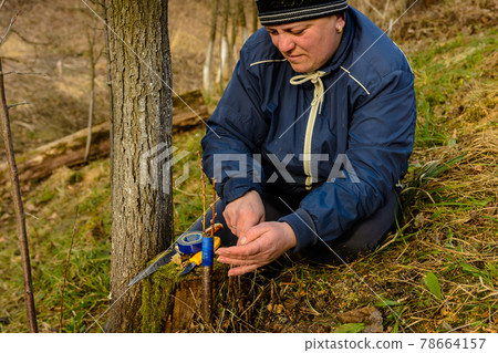 Woman wraps a graft tree with an insulating tape in the garden to detain the damp in it in close-up Woman wraps a graft tree with an insulating tape in the garden to detain the damp in it in close-up 78664157
