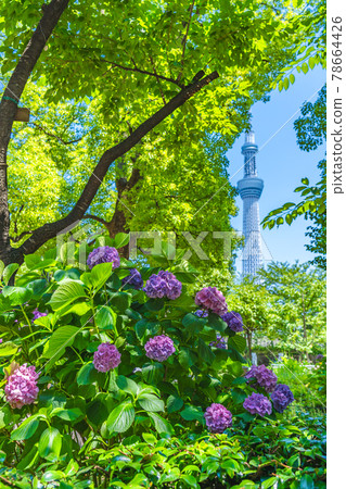 Cityscape of Tokyo Hydrangea in Sumida Park during the rainy season 78664426