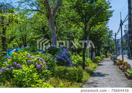 Cityscape of Tokyo Hydrangea in Sumida Park during the rainy season Cityscape of Tokyo Hydrangea in Sumida Park during the rainy season 78664436