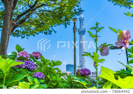 Cityscape of Tokyo Hydrangea in Sumida Park during the rainy season Cityscape of Tokyo Hydrangea in Sumida Park during the rainy season 78664442
