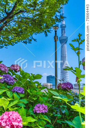 Cityscape of Tokyo Hydrangea in Sumida Park during the rainy season Cityscape of Tokyo Hydrangea in Sumida Park during the rainy season 78664443