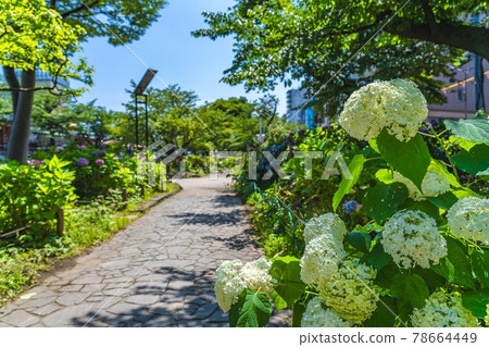Cityscape of Tokyo Hydrangea in Sumida Park during the rainy season Cityscape of Tokyo Hydrangea in Sumida Park during the rainy season 78664449