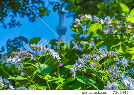 Cityscape of Tokyo Hydrangea in Sumida Park during the rainy season Cityscape of Tokyo Hydrangea in Sumida Park during the rainy season 78664454