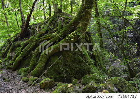 Trees holding rocks 78664728