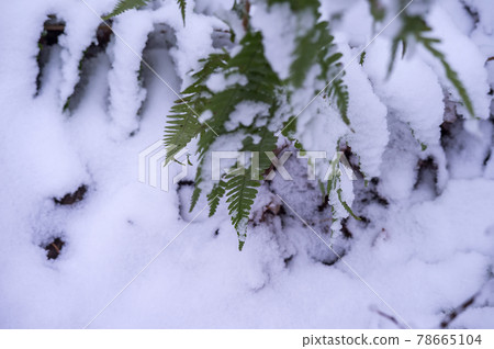 Green leaves in the snow. Fern in the snow. Snowflakes on the green grass. The first snow in the fall. Green leaves in the snow. Fern in the snow. Snowflakes on the green grass. The first snow in the fall. 78665104