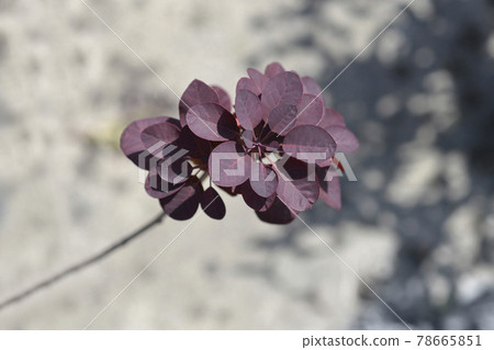 Smoke tree Royal Purple 78665851