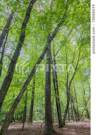 [Fresh Green Forest] National Alps Azumi Park [Omachi / Matsukawa District] 78666034