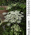 Angelica acutiloba flower Toki flower Angelica acutiloba flower Toki flower 78666040