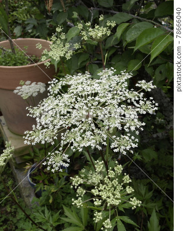Angelica acutiloba flower Toki flower Angelica acutiloba flower Toki flower 78666040