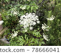 Angelica acutiloba flower Toki flower Angelica acutiloba flower Toki flower 78666041