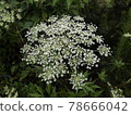 Angelica acutiloba flower Toki flower Angelica acutiloba flower Toki flower 78666042
