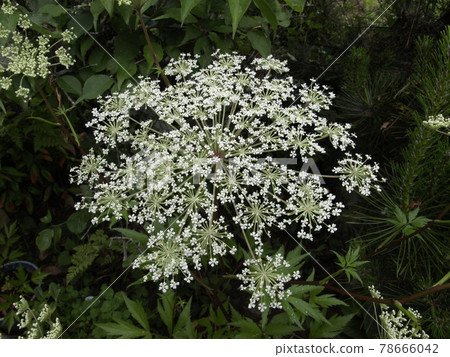 當歸 acutiloba 花 Toki 花 當歸 acutiloba 花 Toki 花 78666042