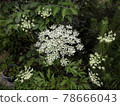 Angelica acutiloba flower Toki flower Angelica acutiloba flower Toki flower 78666043