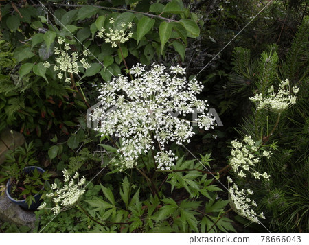 當歸 acutiloba 花 Toki 花 當歸 acutiloba 花 Toki 花 78666043
