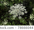 Angelica acutiloba flower Toki flower Angelica acutiloba flower Toki flower 78666044