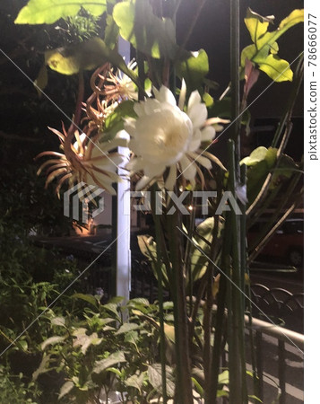 夜晚閃耀的月光之美 78666077