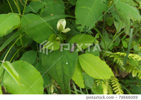 Click beetle 78666089