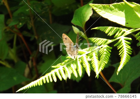 蝮蛇 蝮蛇 78666145