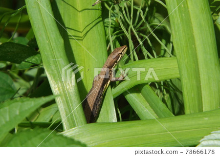 日本蛇在陽光下 78666178