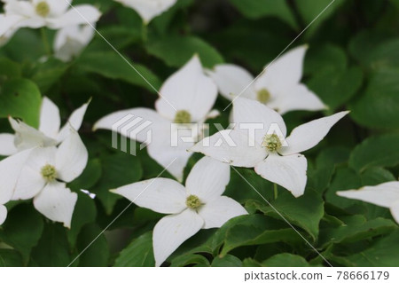為初夏著色的白色山茱萸 為初夏著色的白色山茱萸 78666179