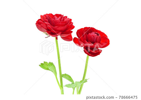 【毛茛】（深度合成） 78666475