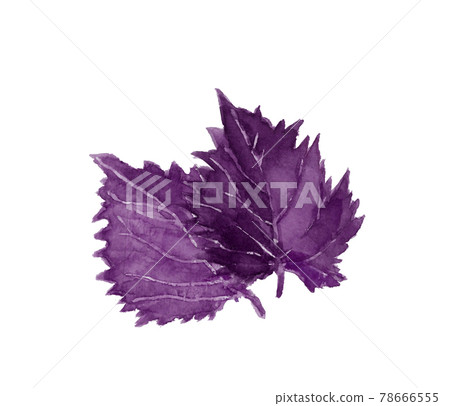 Two red perilla leaves [Watercolor] Material Large leaf White background PNG With copy space 78666555