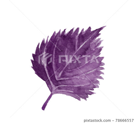 一片紅紫蘇葉【水彩】材質大葉白色背景PNG帶複製空間 78666557